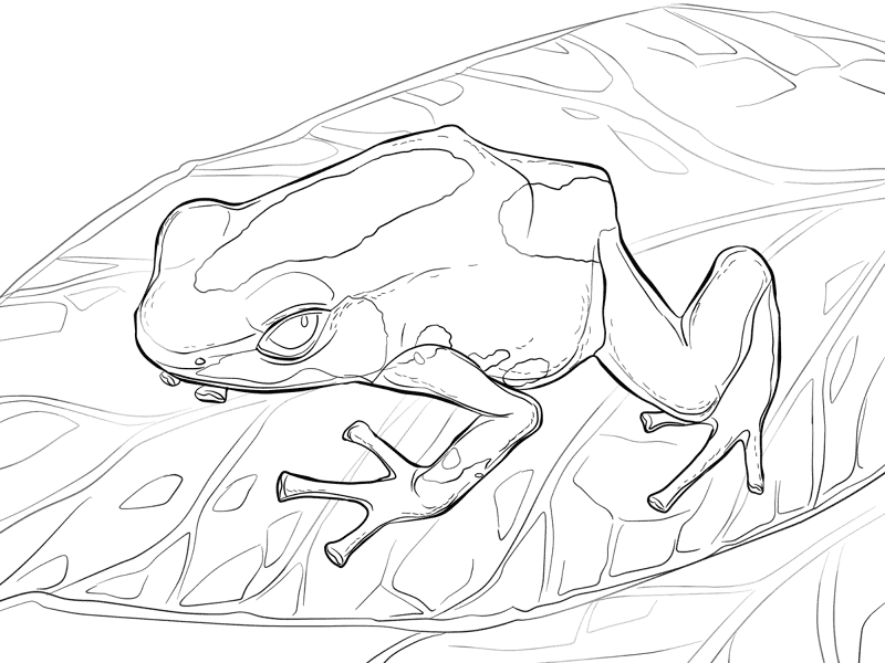 Desenho de Sapos para colorir e imprimir: número 36