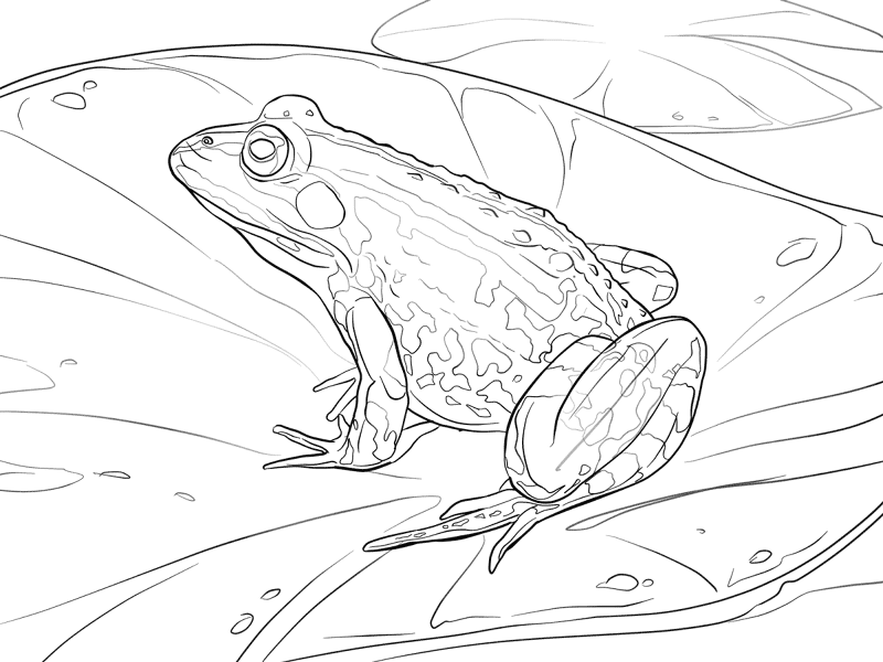 Desenho de Sapos para colorir e imprimir: número 37