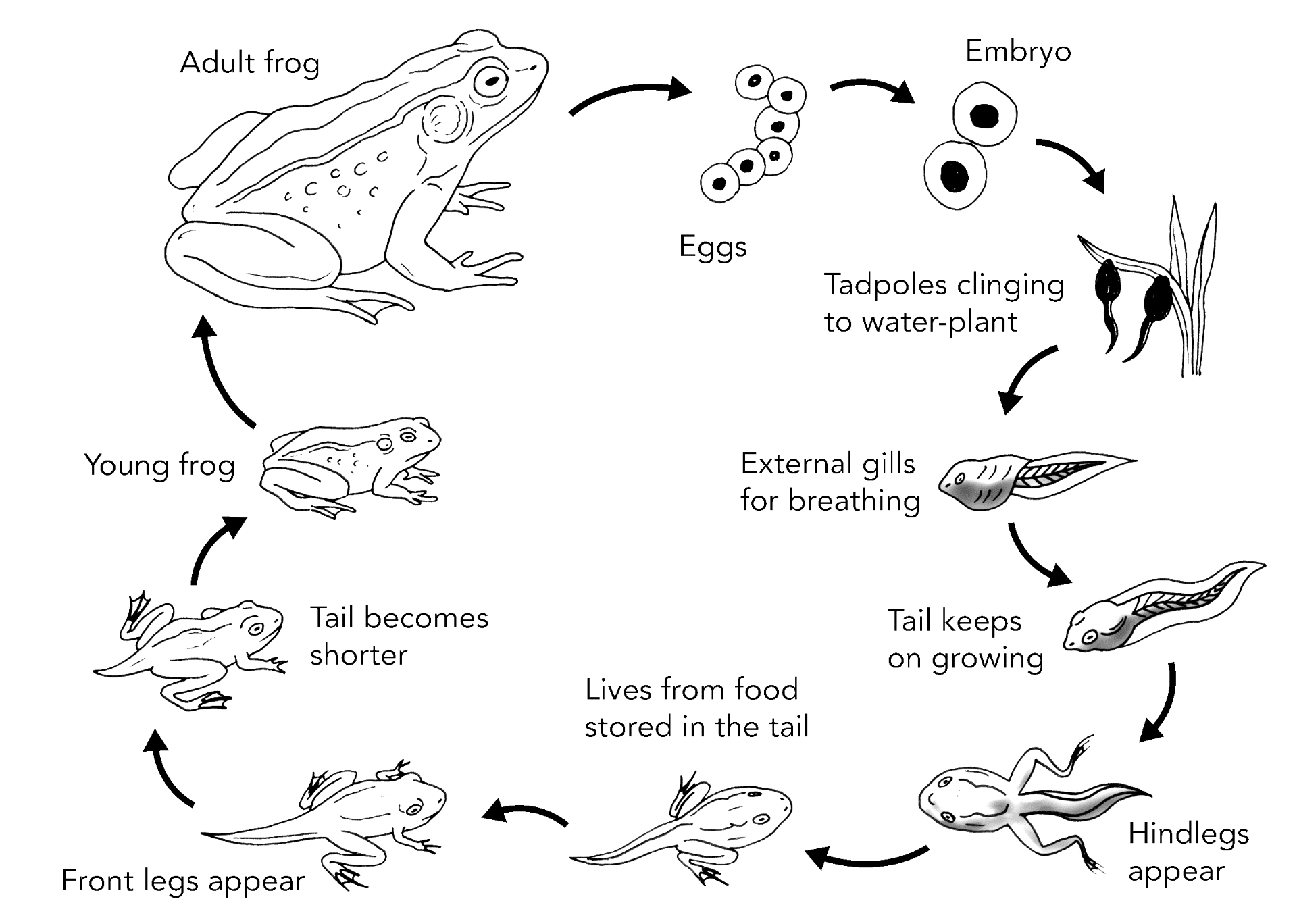 Desenho de Sapos para colorir