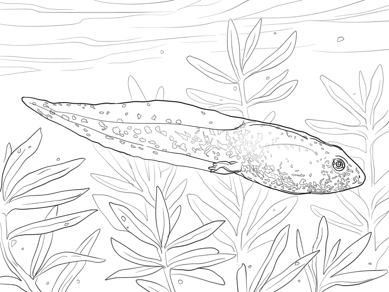 Desenho de Sapos para colorir