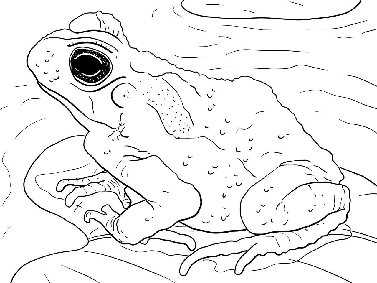 Desenho de Sapos para colorir