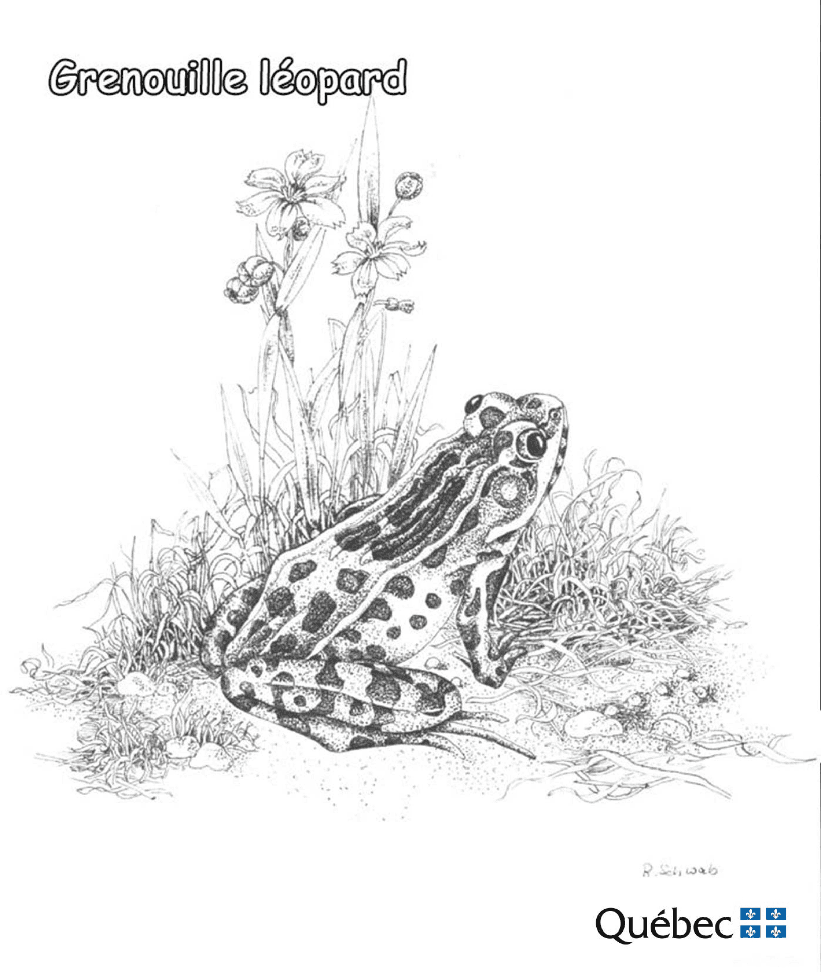 Desenho de Sapos para colorir
