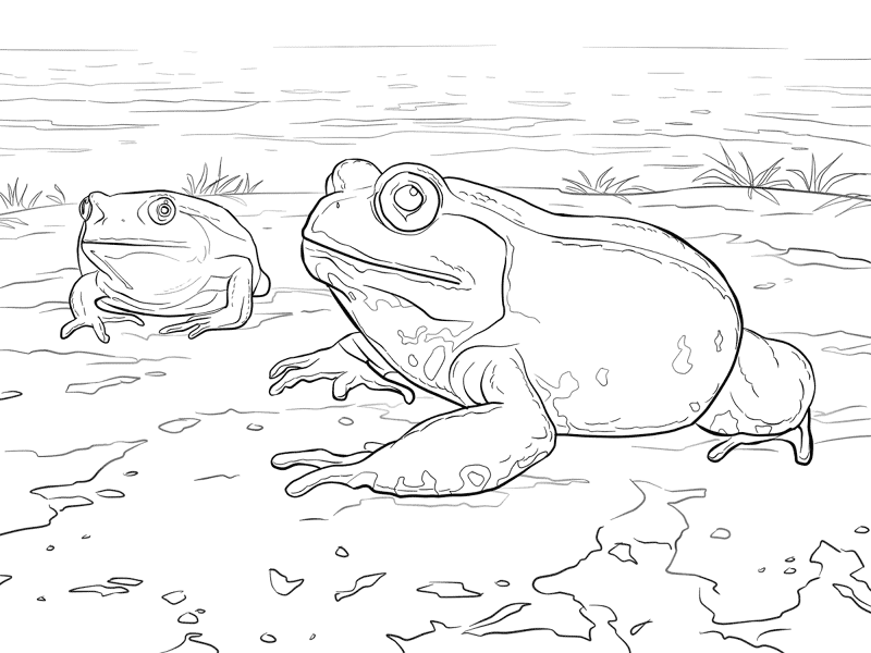Desenho de Sapos para colorir