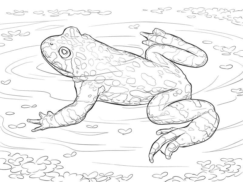 Desenho de Sapos para colorir