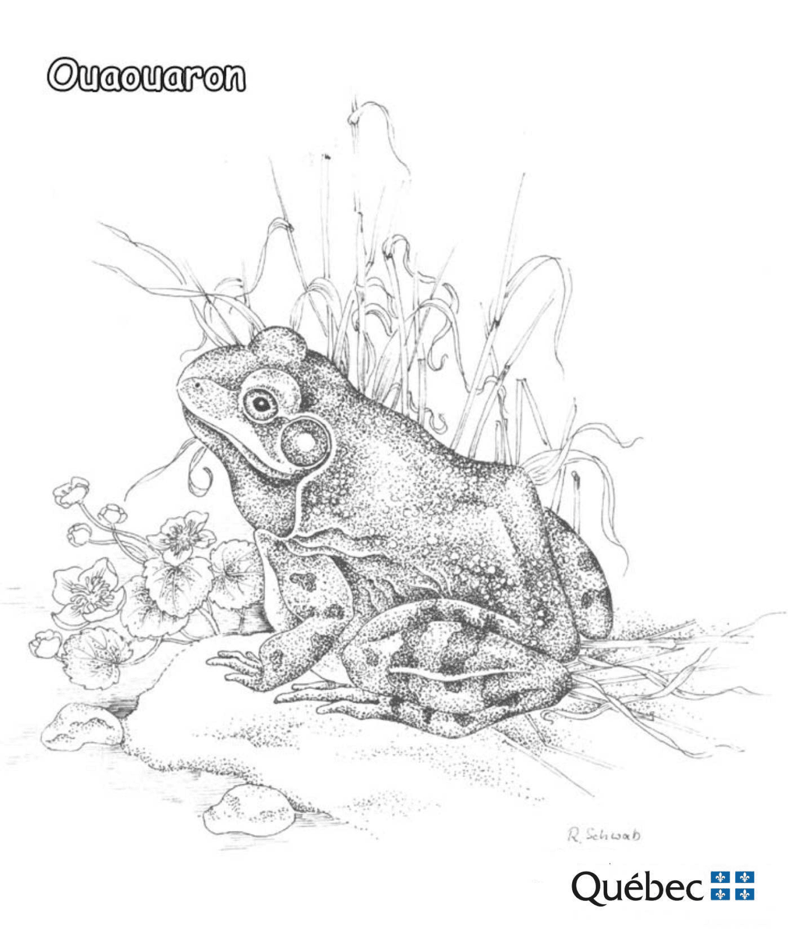 Desenho de Sapos para colorir