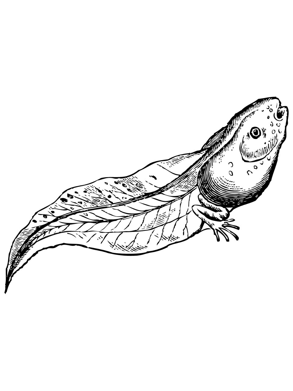 Desenho de Sapos para colorir