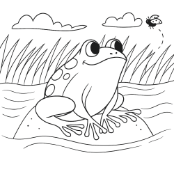 Desenho de Sapos para colorir