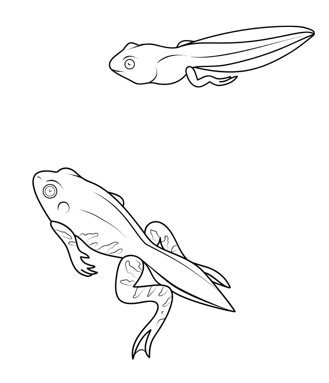 Desenho de Sapos para colorir