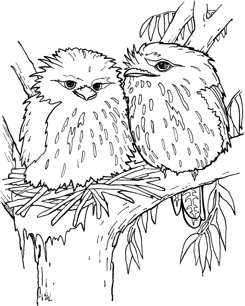 Desenho de Sapos para colorir