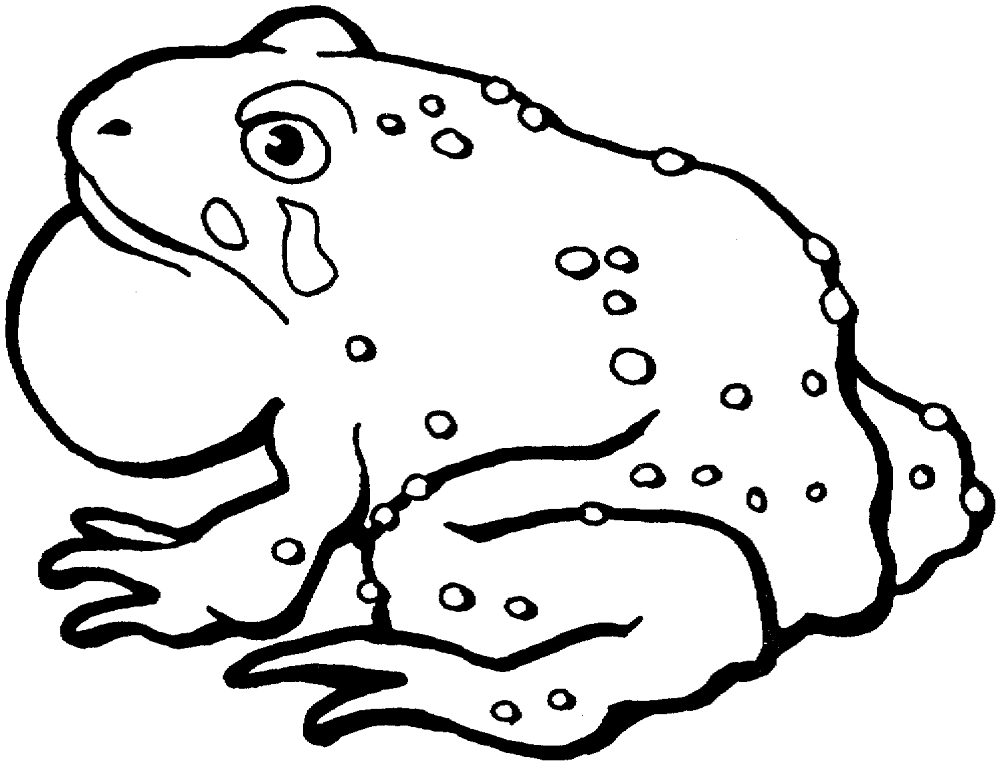 Desenho de Sapos para colorir