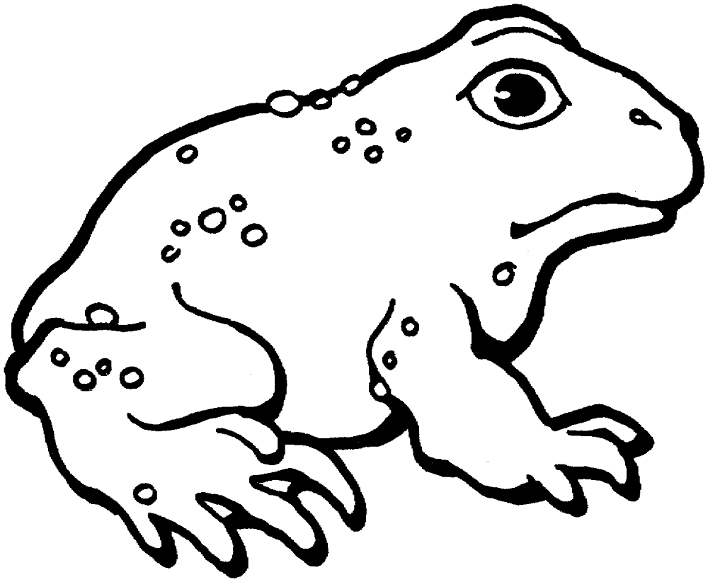 Desenho de Sapos para colorir