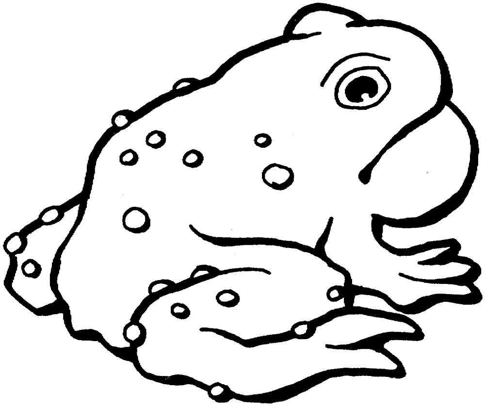 Desenho de Sapos para colorir