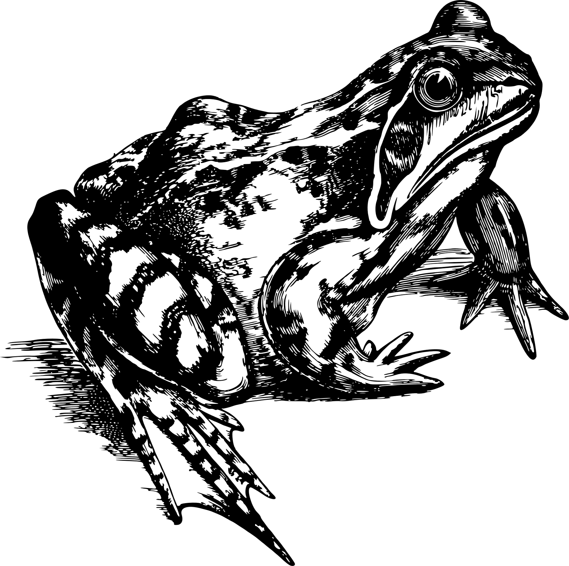 Desenho de Sapos para colorir