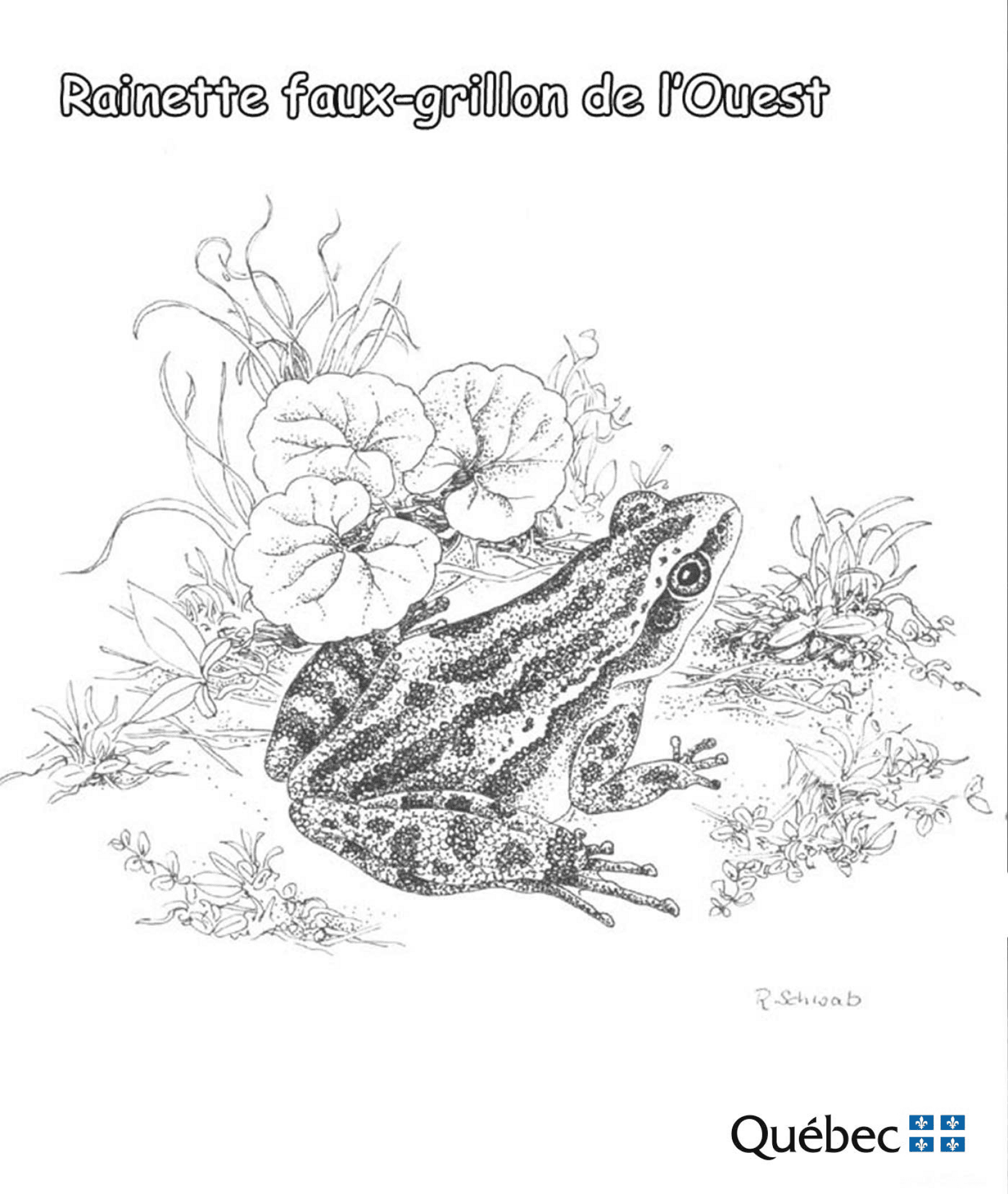 Desenho de Sapos para colorir