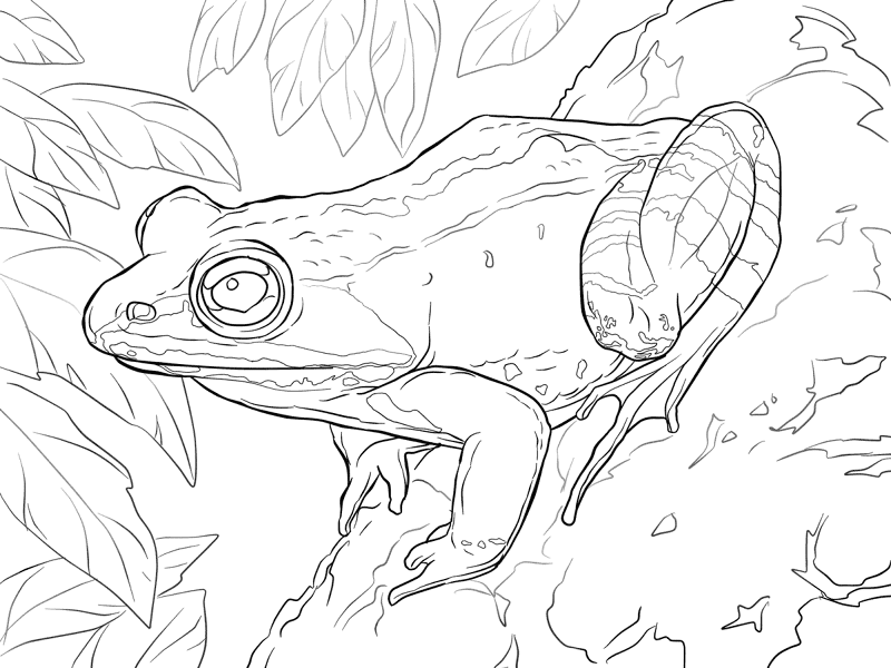 Desenho de Sapos para colorir