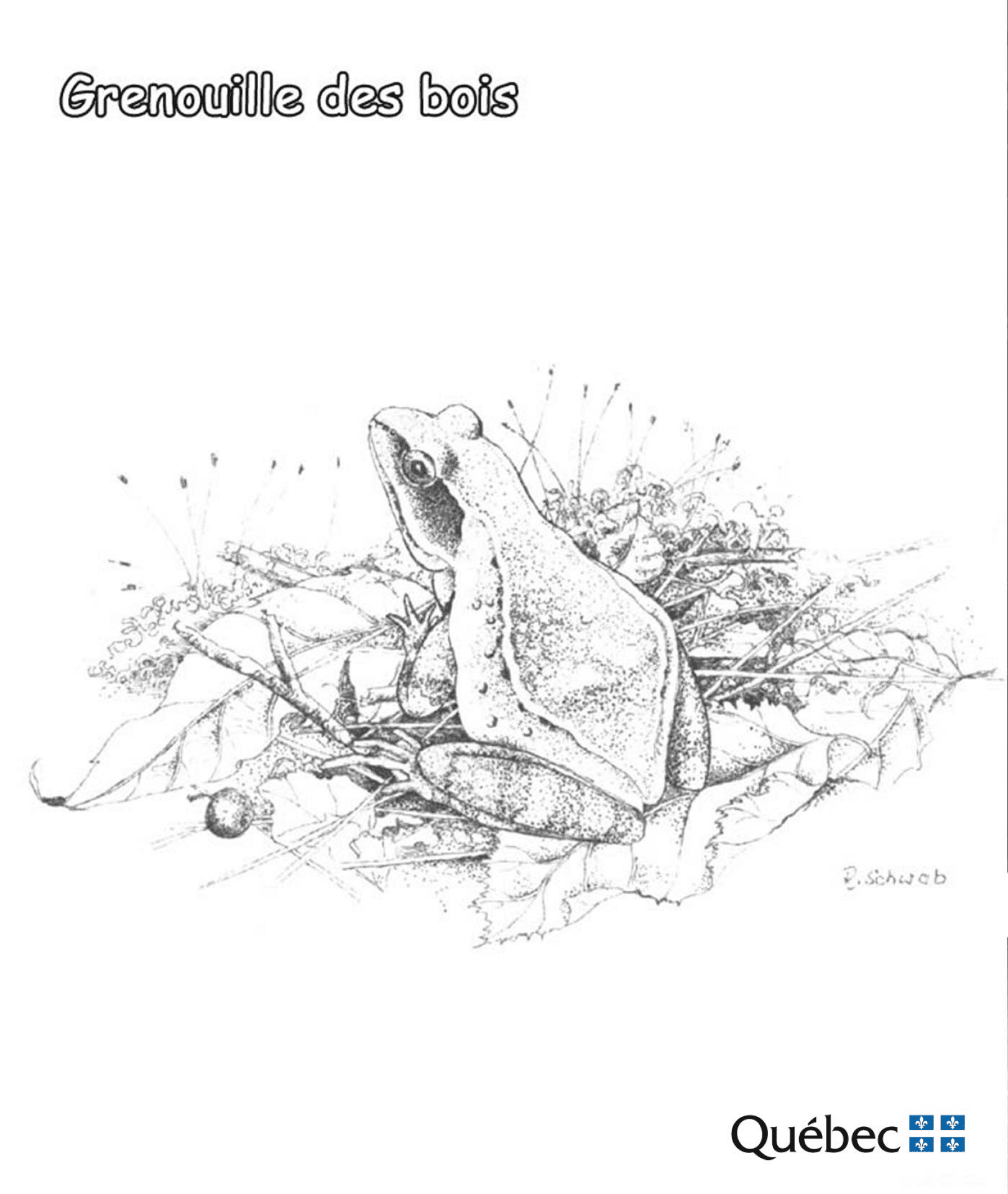 Desenho de Sapos para colorir