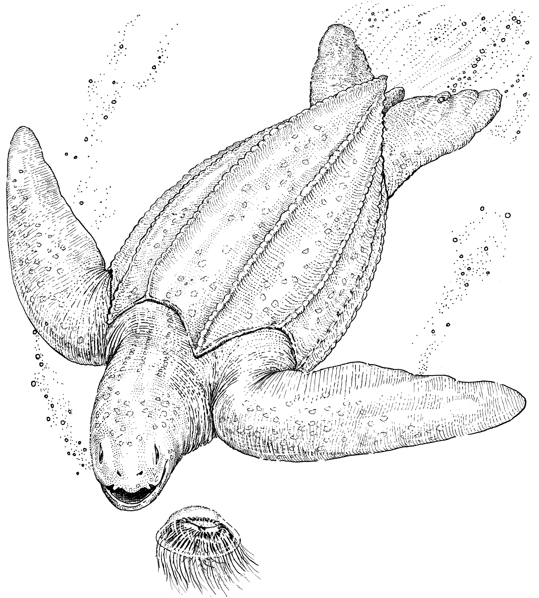 Desenho de Sob O Mar para colorir e imprimir: número 4
