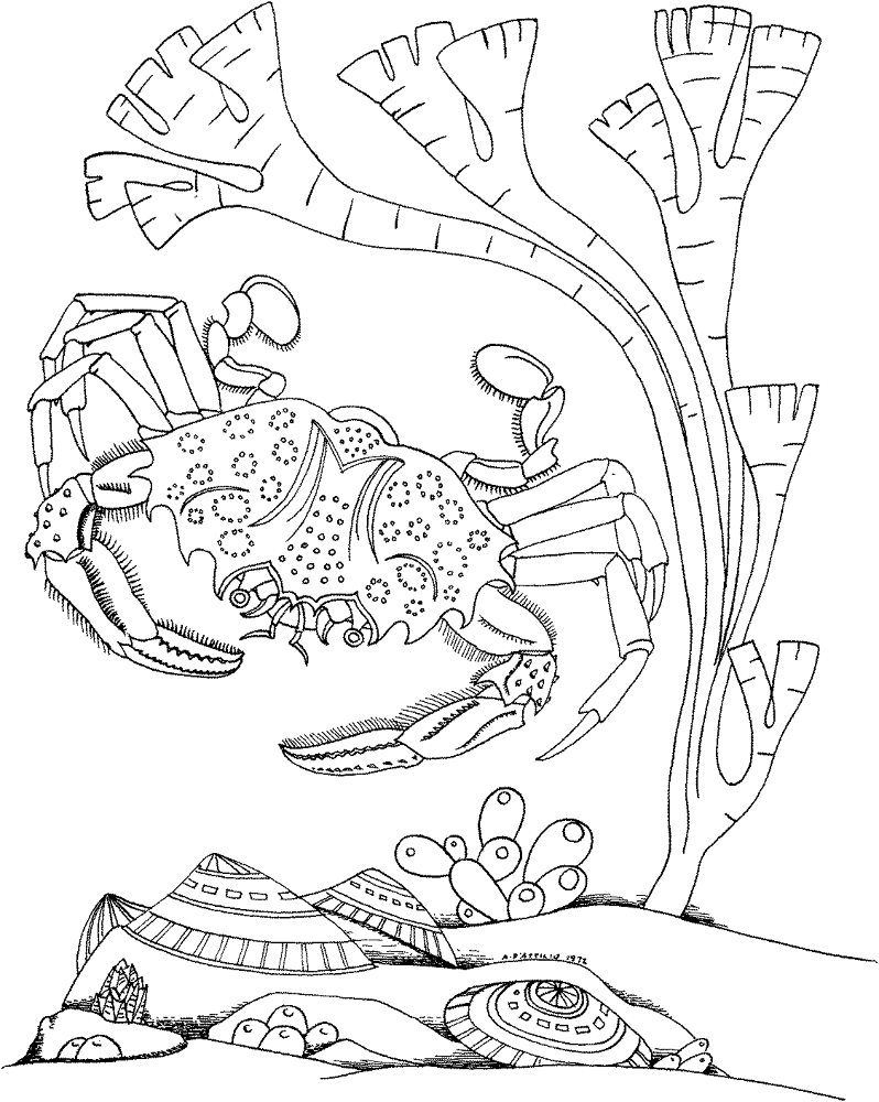 Desenho de Sob O Mar para colorir e imprimir: número 12