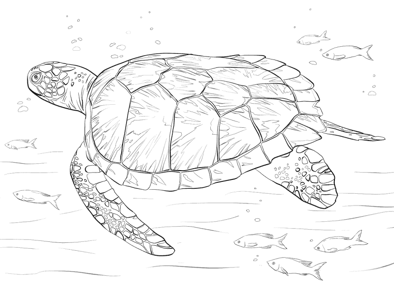 Desenho de Sob O Mar para colorir e imprimir: número 22