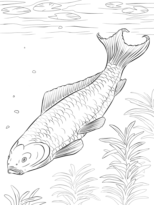 Desenho de Sob O Mar para colorir e imprimir: número 25