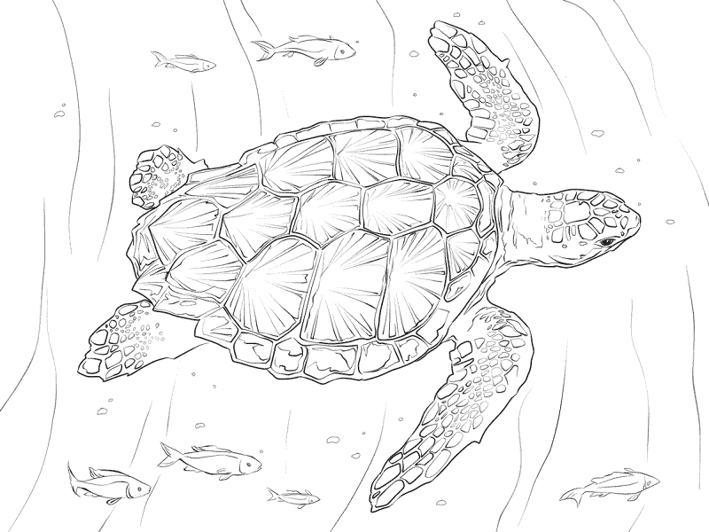 Desenho de Sob O Mar para colorir e imprimir: número 27
