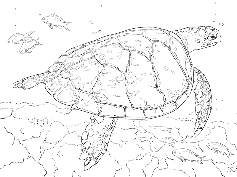 Desenho de Sob O Mar para colorir e imprimir: número 33