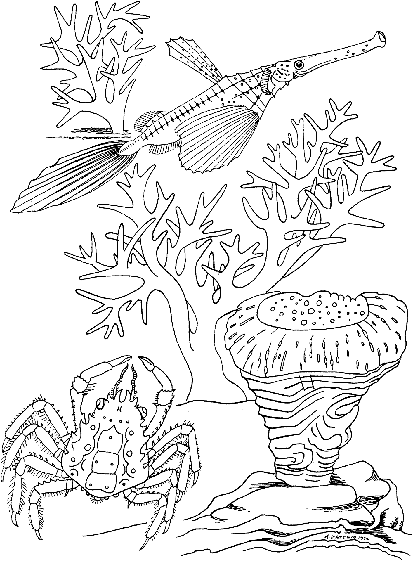Desenho de Sob O Mar para colorir e imprimir: número 37