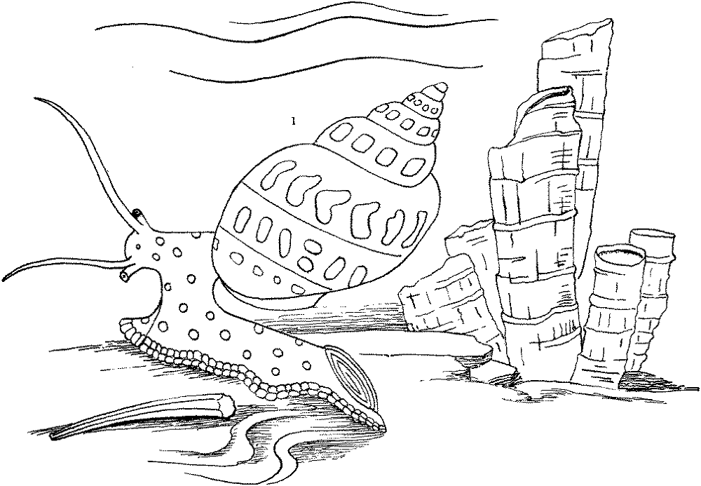 Desenho de Sob O Mar para colorir e imprimir: número 39