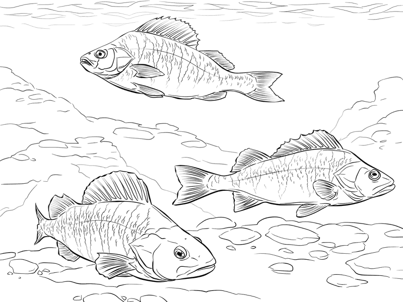 Desenho de Subaquático para colorir e imprimir: número 17