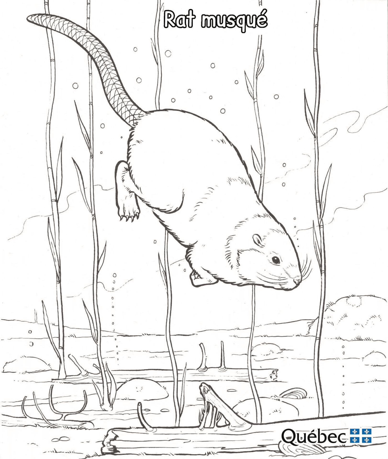 Desenho de Subaquático para colorir e imprimir: número 26