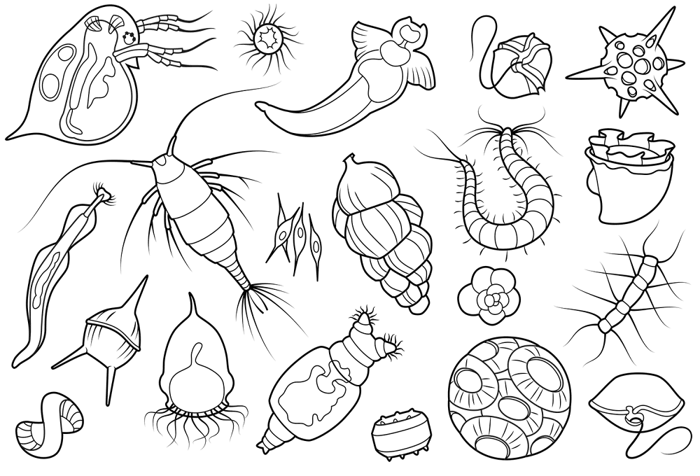 Desenho de Subaquático para colorir e imprimir: número 30