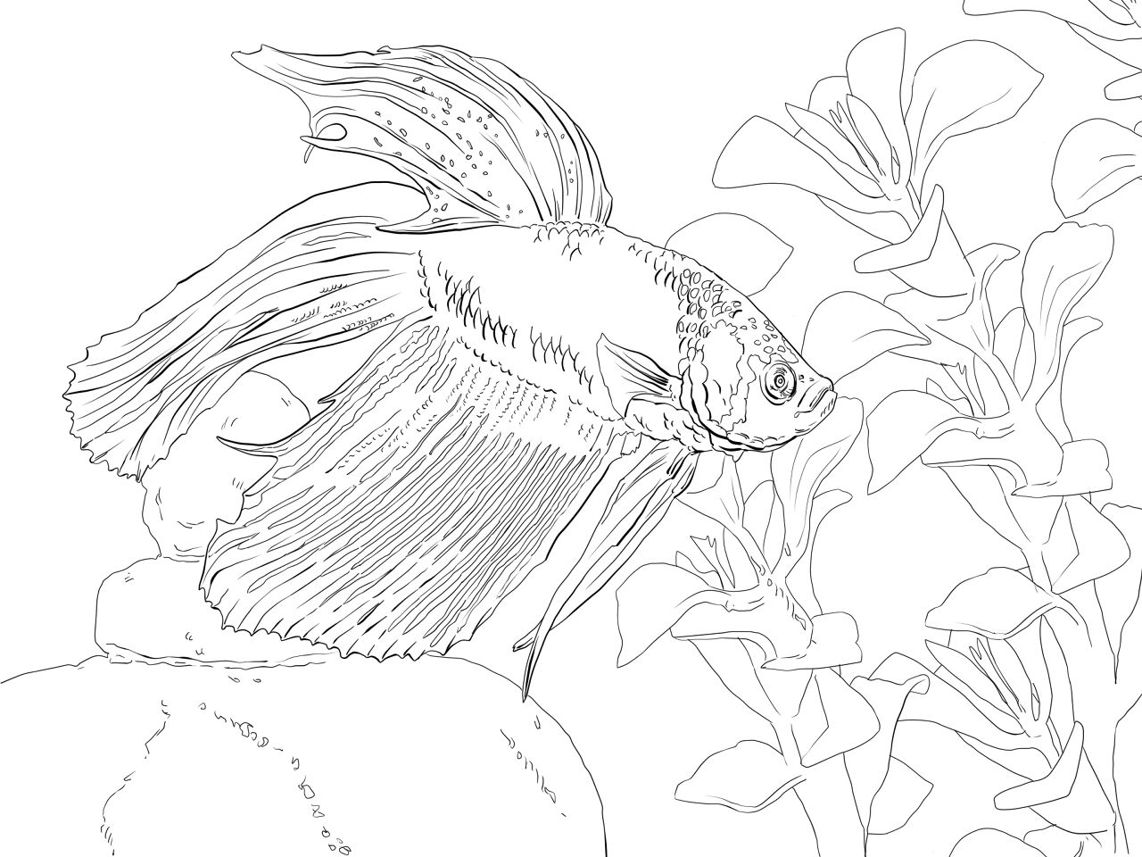 Desenho de Subaquático para colorir e imprimir: número 36