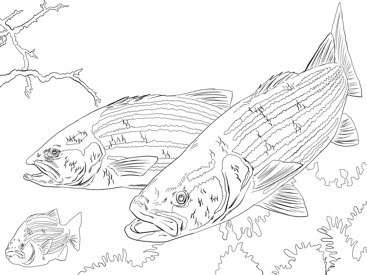 Desenho de Subaquático para colorir e imprimir: número 39