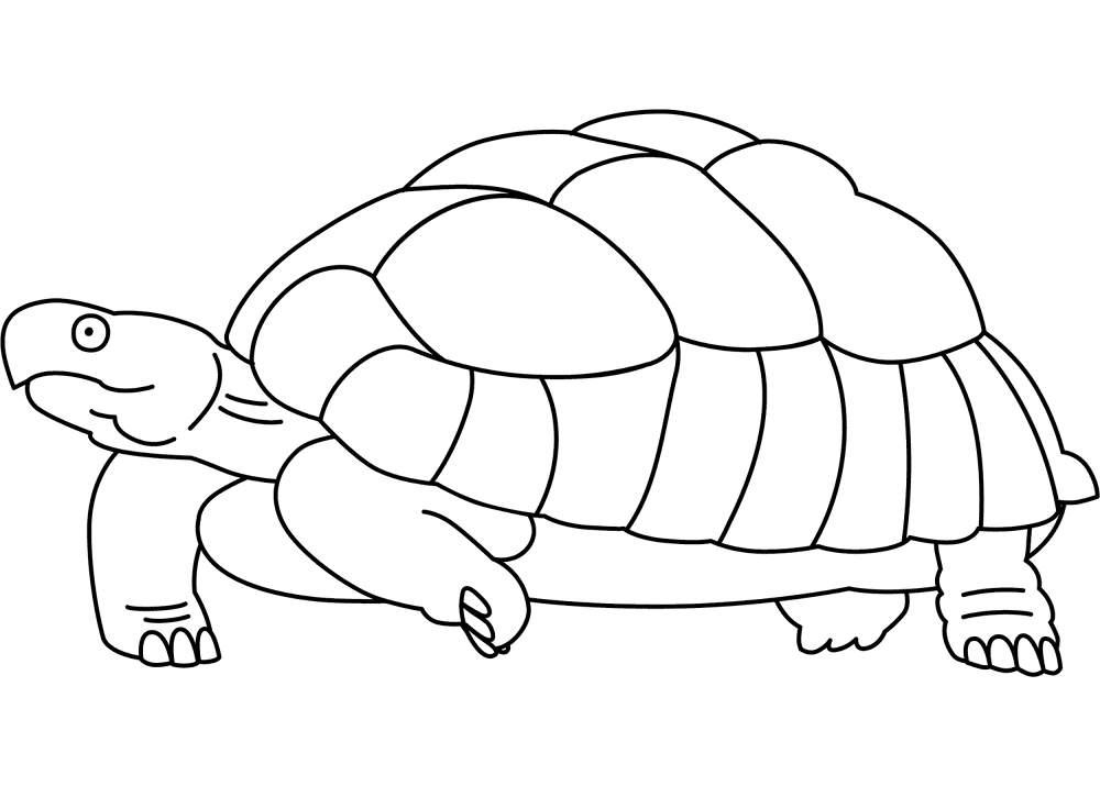 Desenho de Tartaruga para colorir e imprimir: número 6