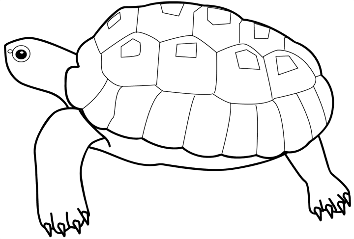 Desenho de Tartaruga para colorir e imprimir: número 11