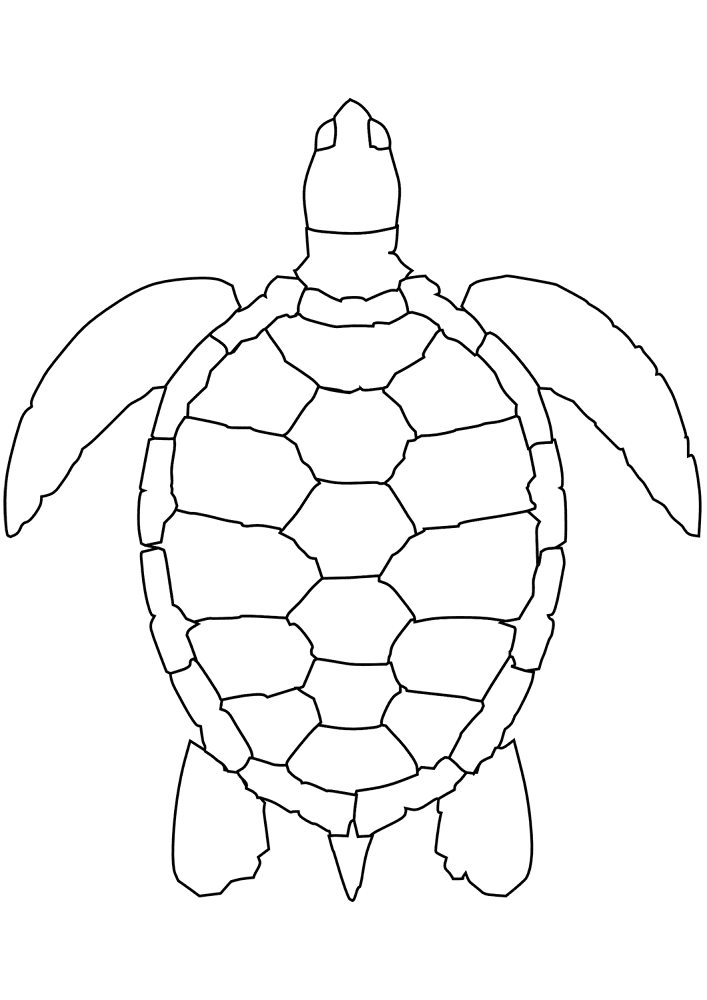 Desenho de Tartaruga para colorir e imprimir: número 15