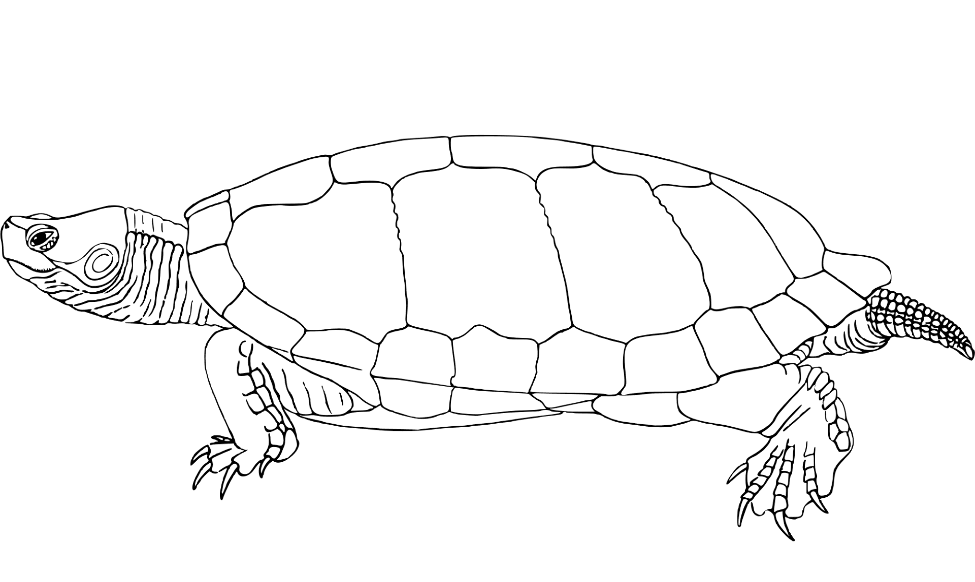 Desenho de Tartaruga para colorir e imprimir: número 22