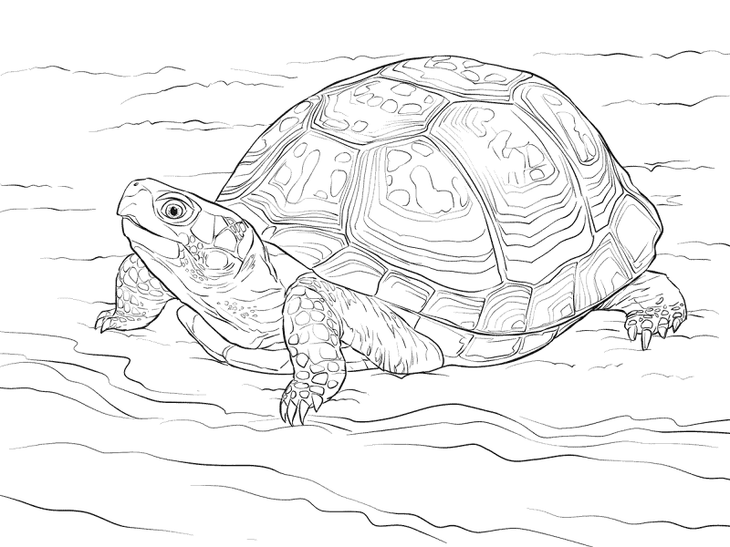 Desenho de Tartaruga para colorir e imprimir: número 23