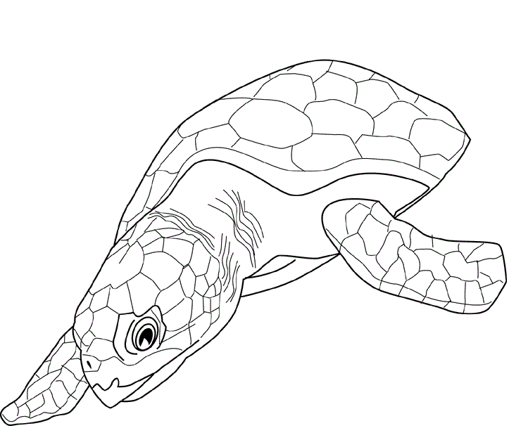 Desenho de Tartaruga para colorir e imprimir: número 29