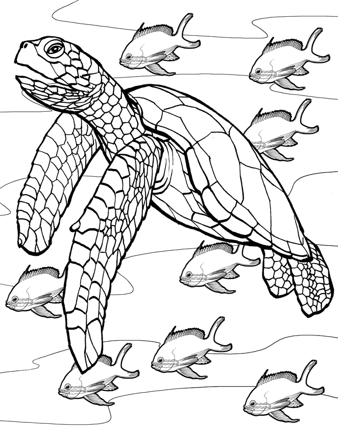 Desenho de Tartaruga para colorir e imprimir: número 30