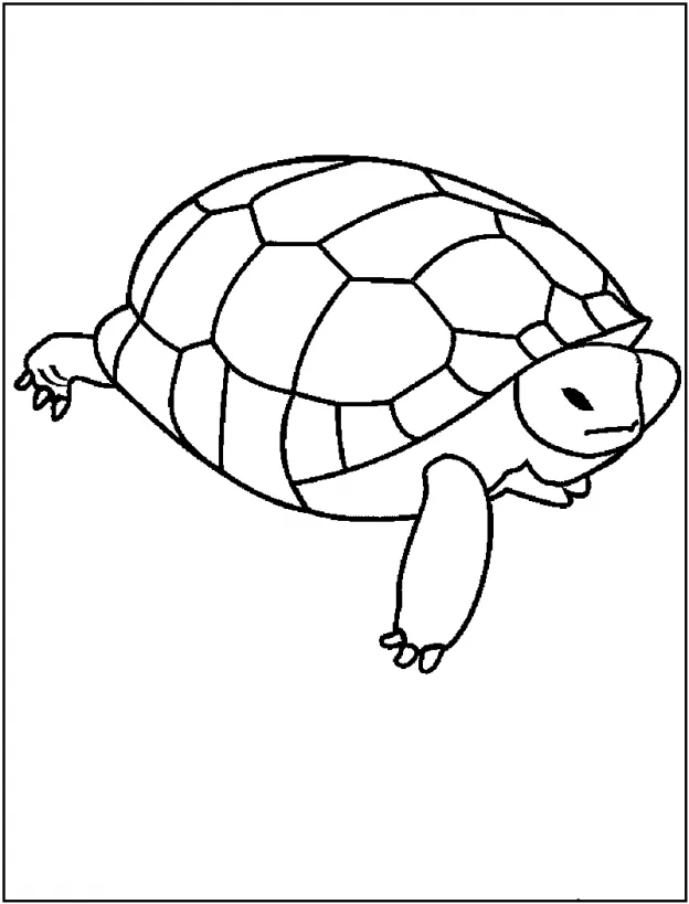 Desenho de Tartaruga para colorir e imprimir: número 32