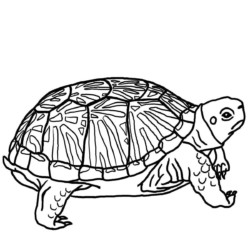Desenho de Tartaruga para colorir e imprimir: número 34