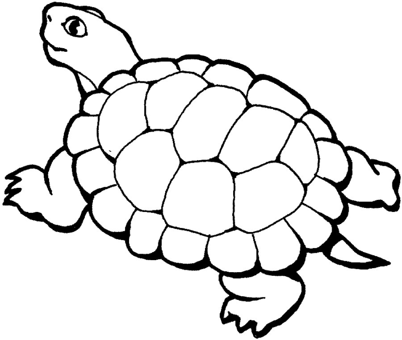 Desenho de Tartaruga para colorir e imprimir: número 36