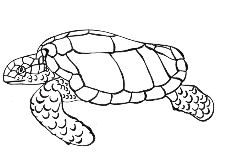 Desenho de Tartaruga para colorir e imprimir: número 37