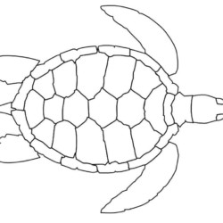 Desenho de Tartaruga para colorir e imprimir: número 38