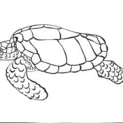 Desenho de Tartaruga para colorir e imprimir: número 40