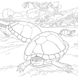 Desenho de Tartaruga para colorir e imprimir: número 41