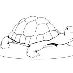 Desenho de Tartaruga para colorir e imprimir: número 42