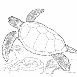 Desenho de Tartaruga para colorir e imprimir: número 43