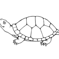 Desenho de Tartaruga para colorir e imprimir: número 44